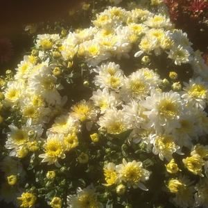 Meet your Posher, Fran